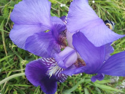 Iris coltivazione