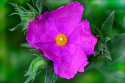 Cisto – Cistus coltivazione