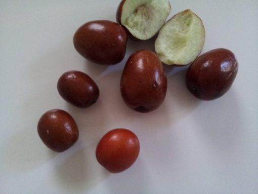 Video – Marmellata di giuggiole