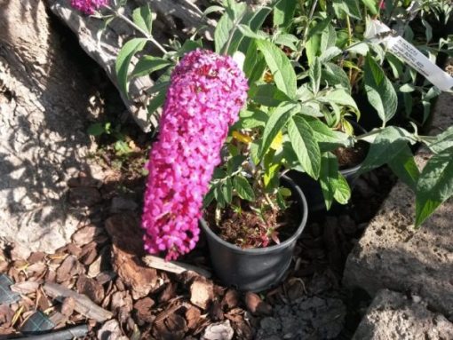 Albero delle Farfalle – Buddleja
