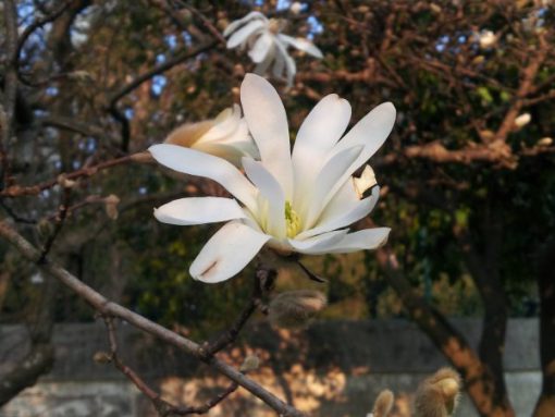Magnolia stellata coltivazione