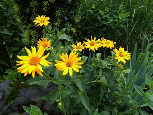 Arnica montana proprietà