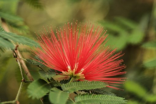 Calliandra coltivazione
