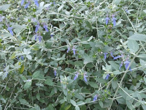 Teucrium coltivazione