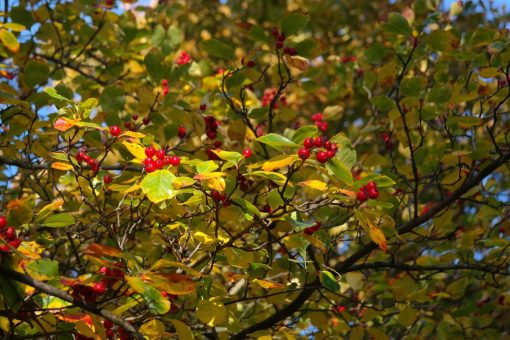 Azzeruolo – Crataegus azarolus