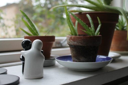 Aloe in vaso cure e come farla durare a lungo