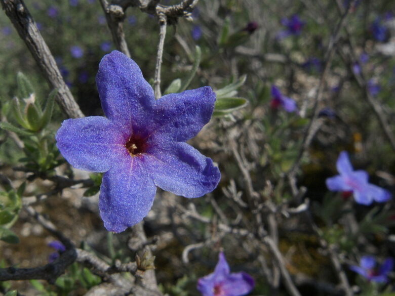 Litodora-01