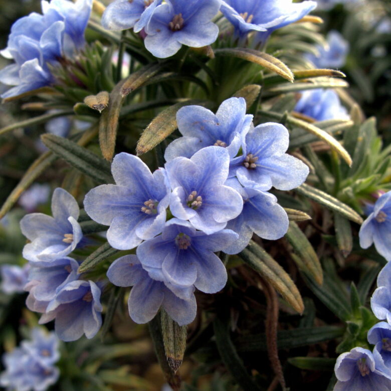 Lithodora zahnii