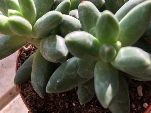 Pachyphytum – Pachyphytum  compactum