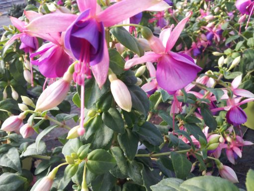 Fucsia fuchsia coltivazione