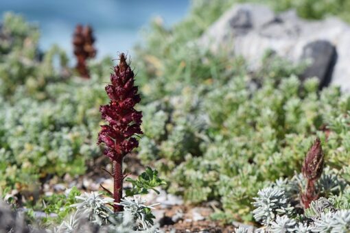 Orobanche