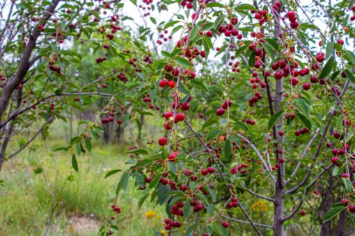Amareno Prunus cerasus coltivazione