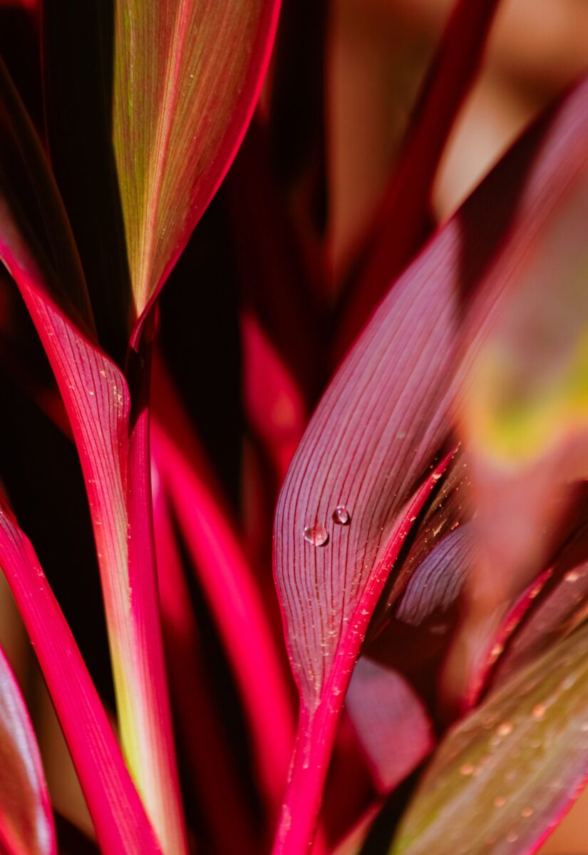 stromanthe sanguinea stromanthe sanguinea