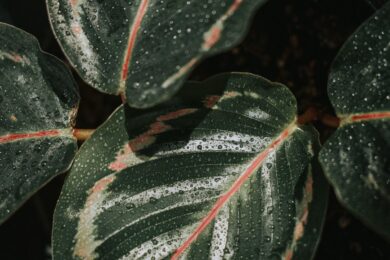 Stromanthe – Stromanthe sanguinea