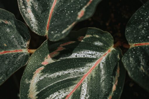 Stromanthe – Stromanthe sanguinea