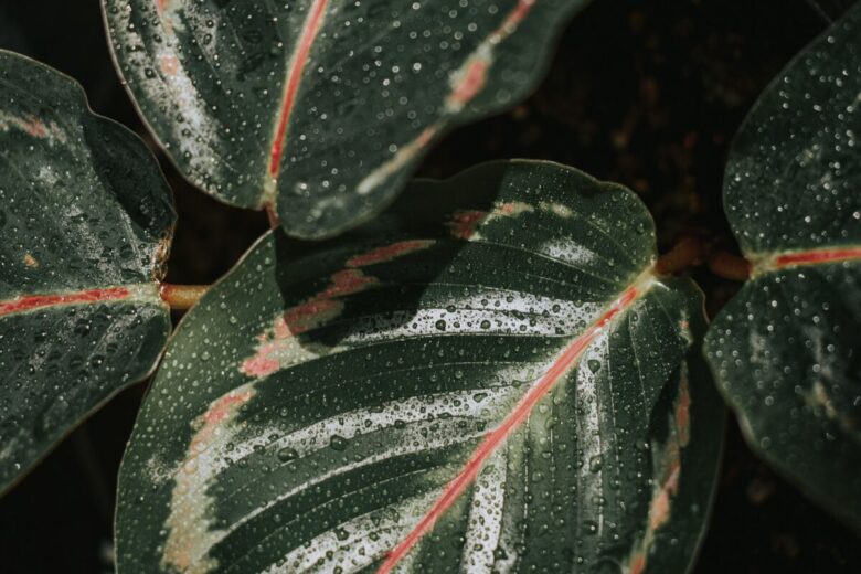 stromanthe sanguinea