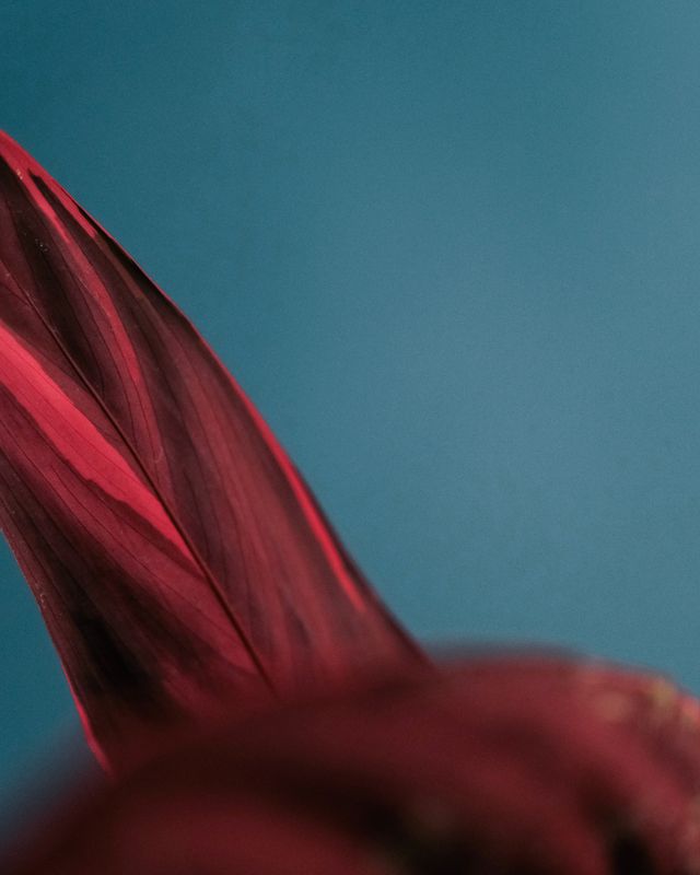 stromanthe sanguinea stromanthe sanguinea