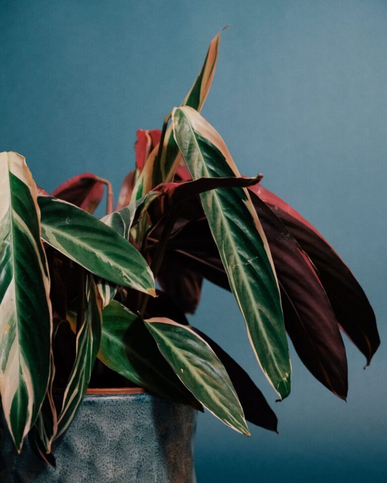 stromanthe sanguinea