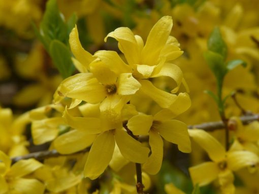 I 10 fiori più profumati dell’inverno