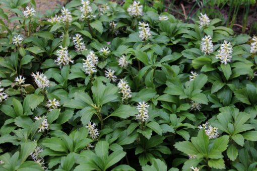 Video – Pachysandra – Pachysandra terminalis