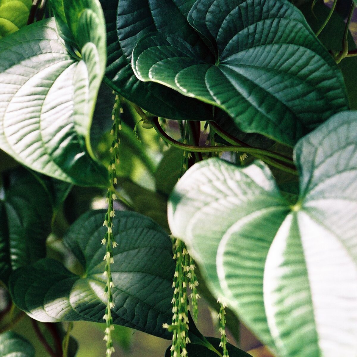 Anredera cordifolia