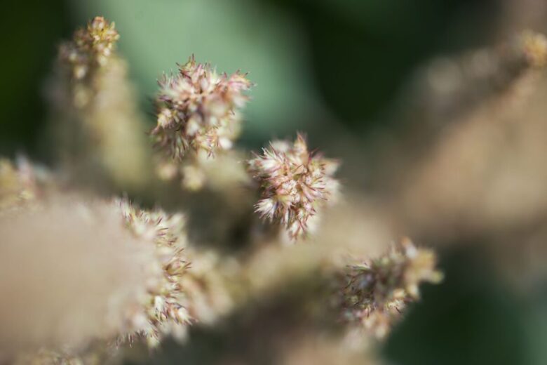 Anredera cordifolia