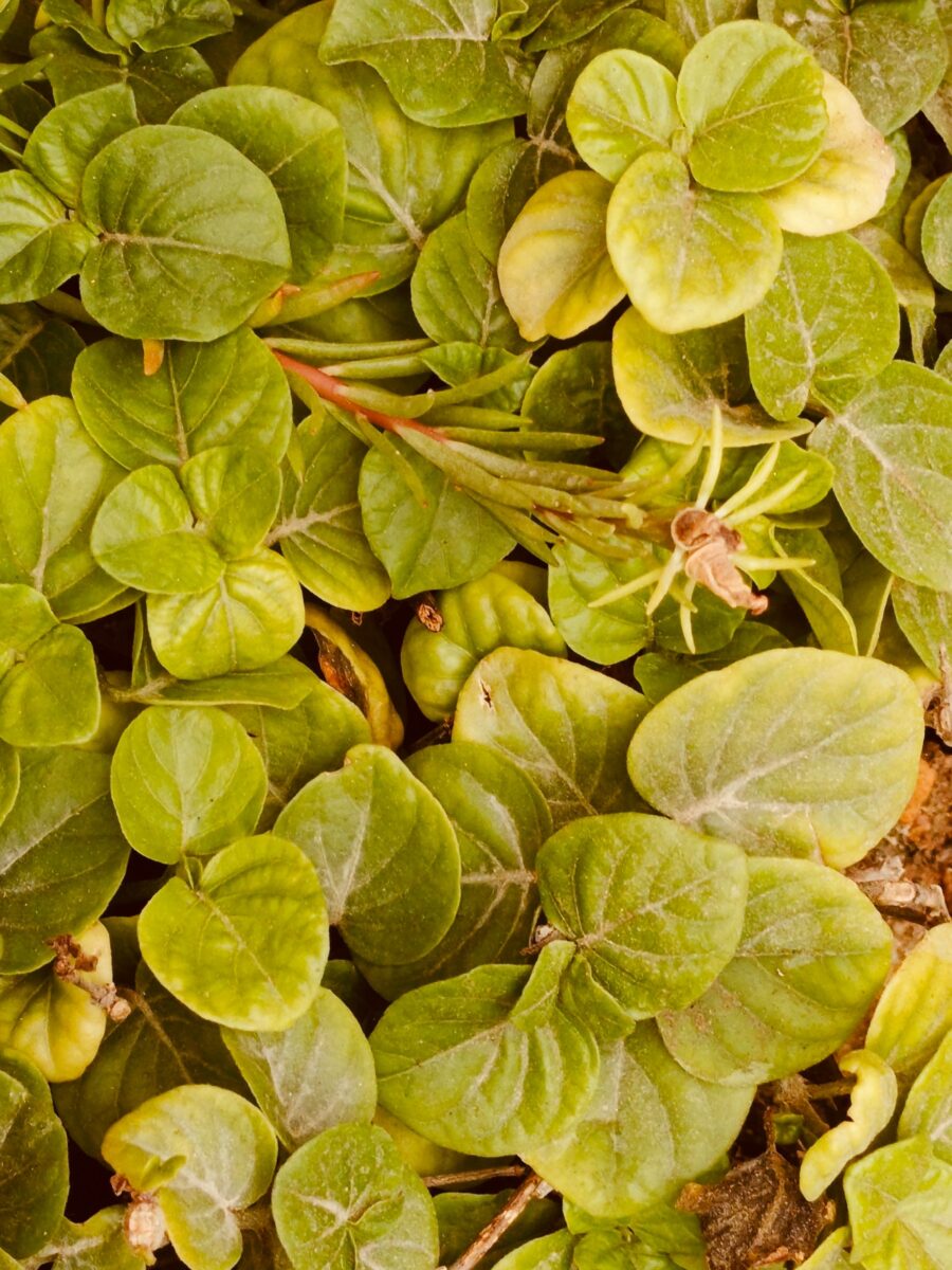 Anredera cordifolia