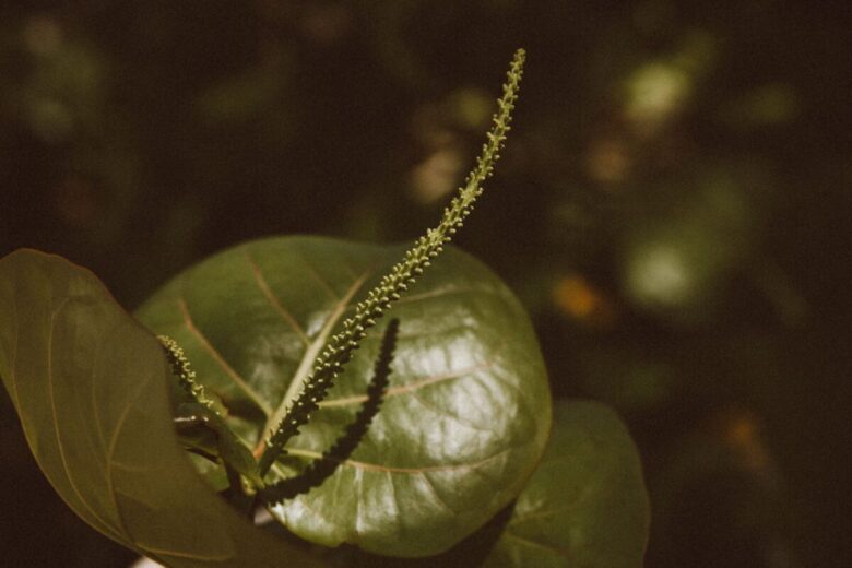 Anredera cordifolia