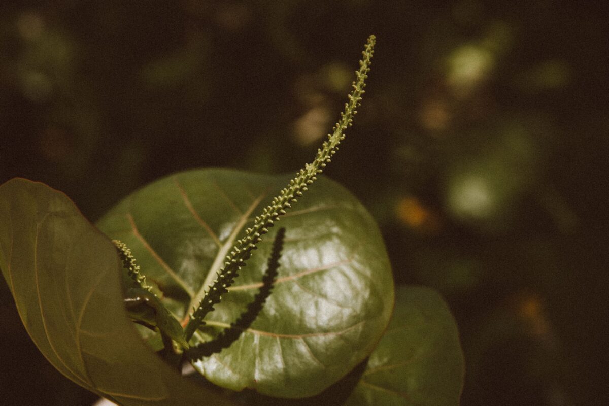 Anredera cordifolia