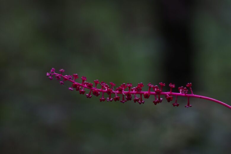 Anredera cordifolia