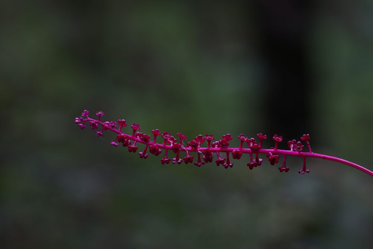 Anredera cordifolia