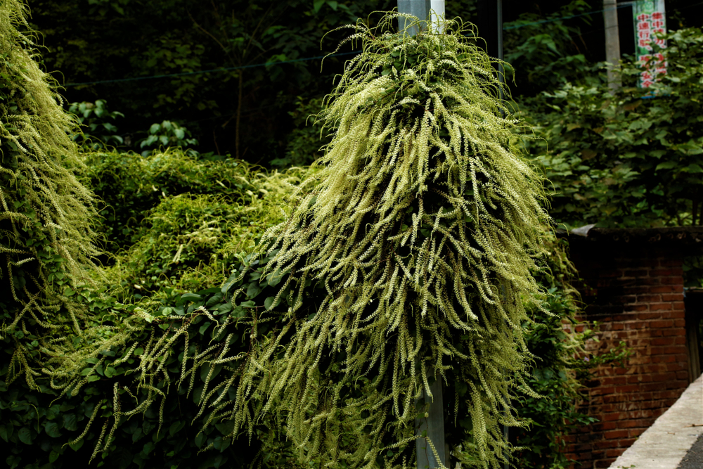 Anredera, Cordifolia