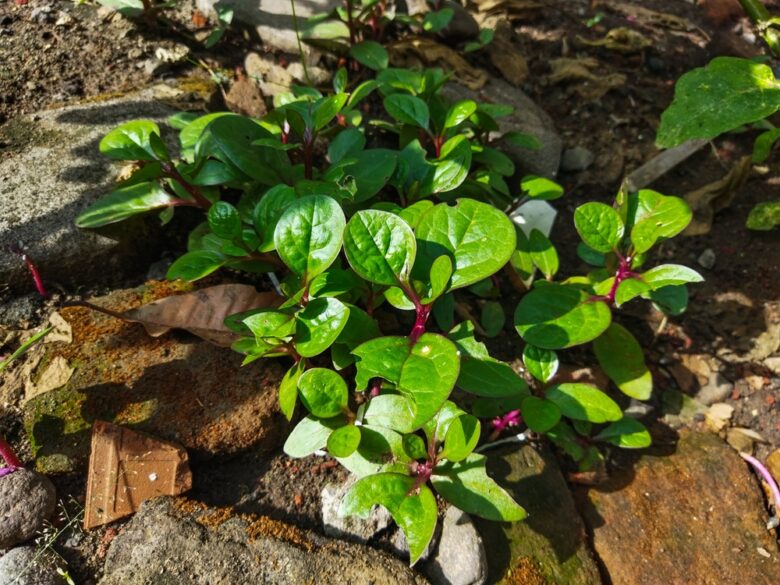Anredera, Cordifolia