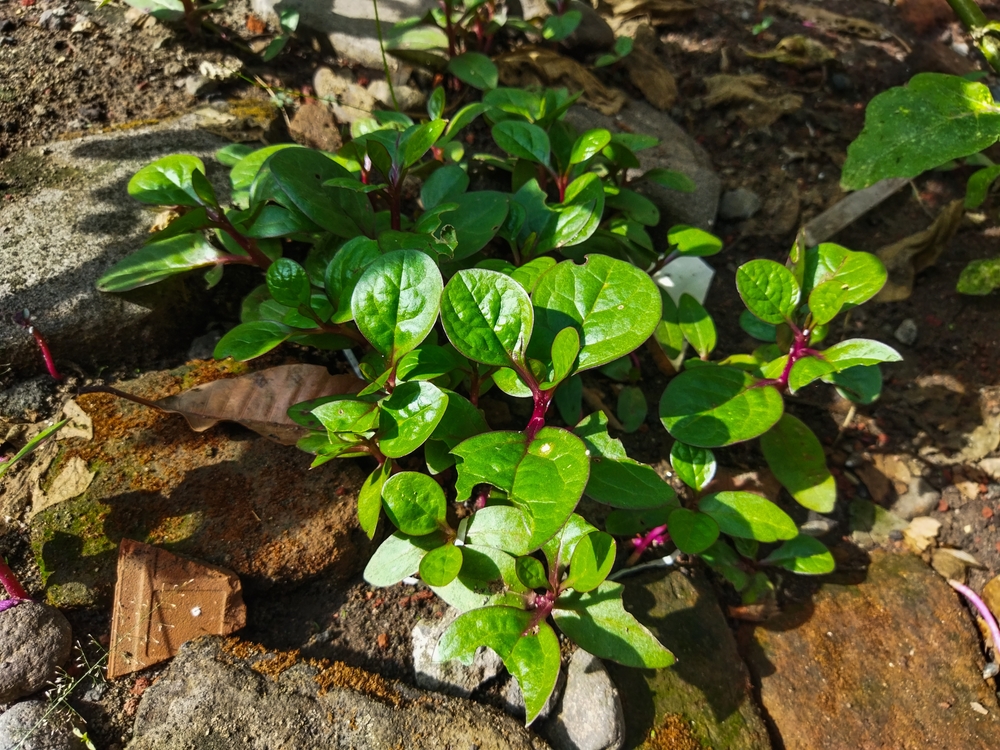 Anredera, Cordifolia