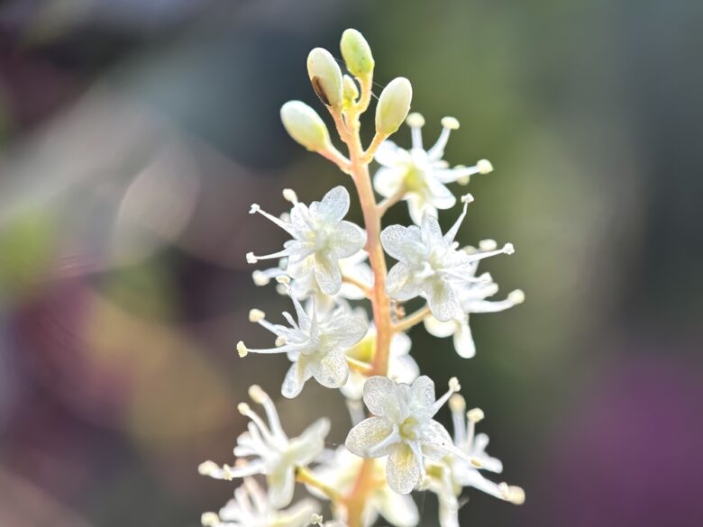anredera, Cordifolia