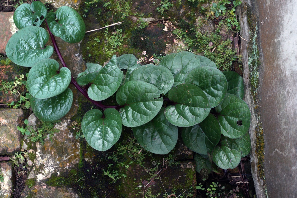 Anredera, Cordifolia