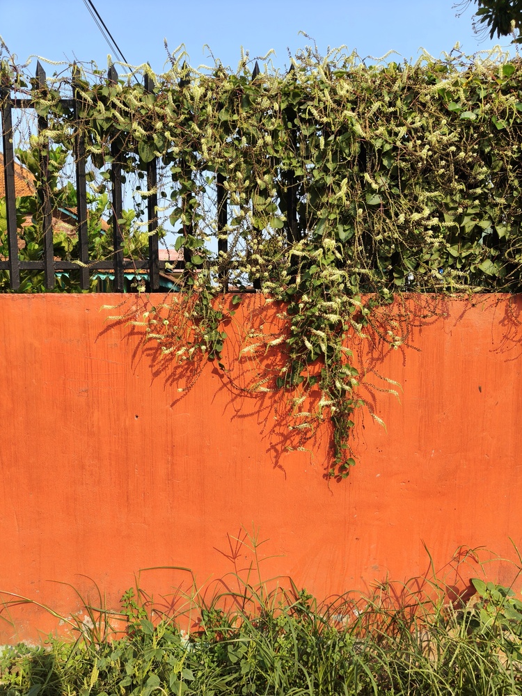 Anredera, Cordifolia
