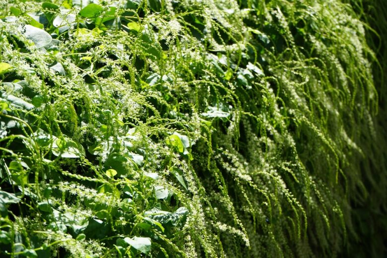 Anredera,Cordifolia