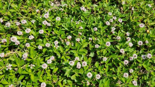 Lippia – Lippia nodiflora