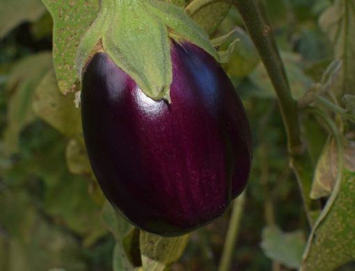 Melanzana: tutte le varietà esistenti in Natura