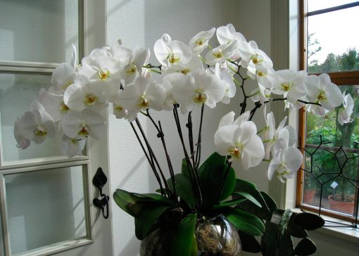 Orchidea secca? Come rimediare con qualche trucco