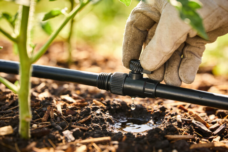 pianta albero aracio