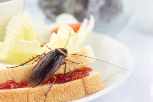 Blatta americana: come eliminarla per sempre da casa tua