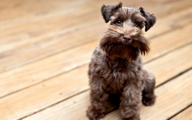 Quali sono i migliori cani d’appartamento?
