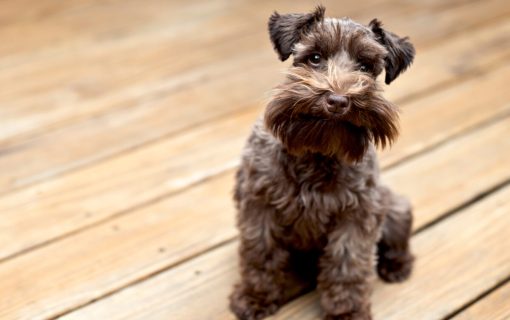 Quali sono i migliori cani d’appartamento?