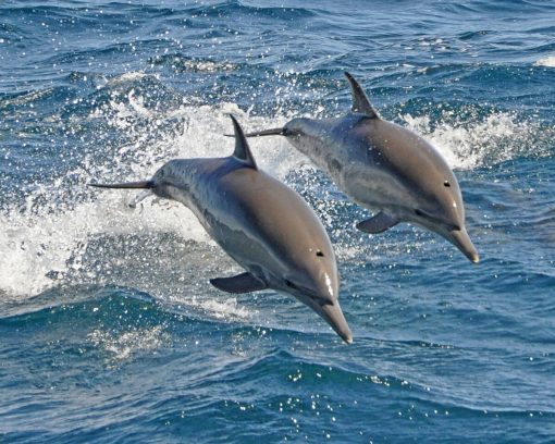 Scoperta shock: delfini contaminati nel Golfo del Messico