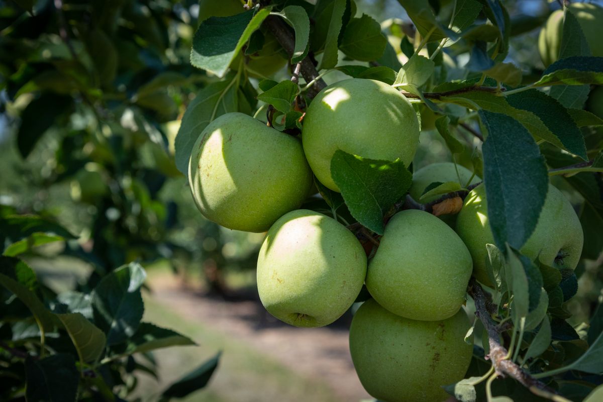 Alberi da frutta nani