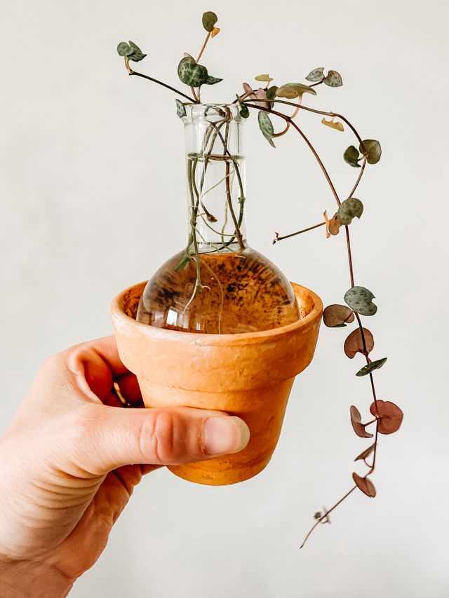 pianta ceropegia woodi