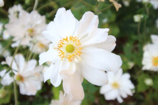 Video – Diphylleia grayi – Skeleton flower