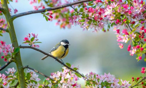 Lavori da fare in giardino per l’arrivo della primavera: 5 spunti green